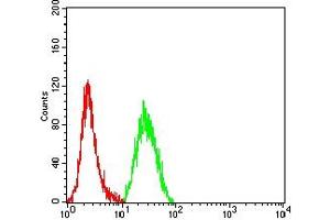 Flow cytometric analysis of Hela cells using CASP9 mouse mAb (green) and negative control (red). (Caspase 9 anticorps  (AA 331-416))