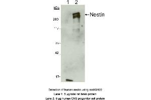 Image no. 2 for anti-Nestin (NES) (AA 1464-1614) antibody (ABIN363276) (Nestin antibody  (AA 1464-1614))