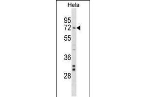 Western blot analysis in Hela cell line lysates (35ug/lane). (NARF antibody  (AA 134-160))