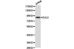 Western Blotting (WB) image for anti-Cullin 3 (CUL3) antibody (ABIN1872117) (Cullin 3 antibody)