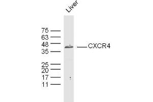 Mouse liver lysates probed with CXCR4 Polyclonal Antibody, Unconjugated  at 1:300 overnight at 4˚C. (CXCR4 antibody  (AA 151-300))