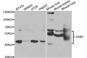 Western Blotting (WB) image for anti-Growth Factor Receptor-Bound Protein 7 (GRB7) antibody (ABIN1876891) (GRB7 antibody)