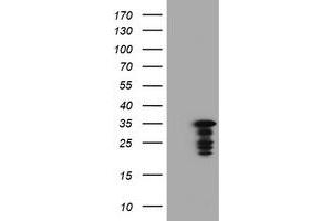 Image no. 2 for anti-Jun Proto-Oncogene (JUN) antibody (ABIN1498939) (C-JUN antibody)