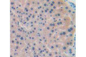 IHC-P analysis of Mouse Tissue, with DAB staining. (CCL22 antibody  (AA 29-92))