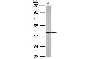 WB Image Sample (20 ug of whole cell lysate) A: mouse brain 10% SDS PAGE antibody diluted at 1:20000 (SUCLA2 antibody)