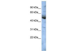 Western Blotting (WB) image for anti-COP9 Signalosome Subunit 4 (COPS4) antibody (ABIN2459982) (COPS4 antibody)