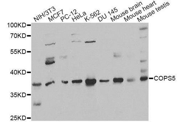 COPS5 antibody  (AA 1-334)