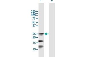 Western Blot analysis of FXN expression in transfected 293T cell line by FXN MaxPab polyclonal antibody. (Frataxin antibody  (AA 1-210))