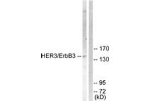 Western Blotting (WB) image for anti-Receptor Tyrosine-Protein Kinase ErbB-3 (ERBB3) (AA 1256-1305) antibody (ABIN2888848) (ERBB3 antibody  (AA 1256-1305))