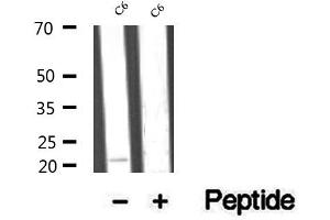 Western blot analysis of extracts of C6 cells, using RAP1B antibody. (RAP1B antibody  (C-Term))