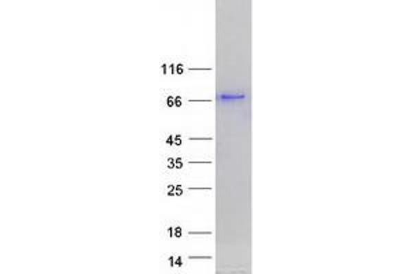 Paralemmin 2 Protein (PALM2) (Transcript Variant 1) (Myc-DYKDDDDK Tag)