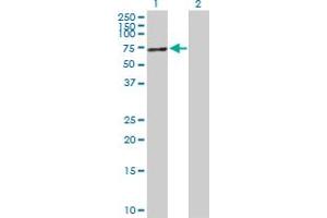 Western Blot analysis of TP53 expression in transfected 293T cell line by TP53 MaxPab polyclonal antibody. (p53 antibody  (AA 1-393))