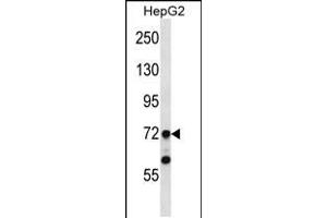 Western blot analysis in HepG2 cell line lysates (35ug/lane). (TAF6 antibody  (N-Term))