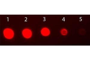 Dot Blot of Rabbit IgG Fab2 Antibody Fluorescein Conjugated. (Goat anti-Rabbit IgG (F(ab')2 Region) Antibody (FITC) - Preadsorbed)