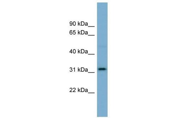 OR2AT4 antibody  (N-Term)