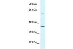 Image no. 1 for anti-BCL2-Associated Athanogene 5 (BAG5) (AA 74-123) antibody (ABIN6747641) (BAG5 antibody  (AA 74-123))