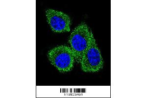 Confocal immunofluorescent analysis of GCDFP-15 Antibody with MDA-MB231 cell followed by Alexa Fluor 488-conjugated goat anti-rabbit lgG (green). (PIP antibody  (C-Term))