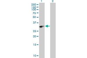 Western Blot analysis of PRRX2 expression in transfected 293T cell line by PRRX2 MaxPab polyclonal antibody. (PRRX2 antibody  (AA 1-253))