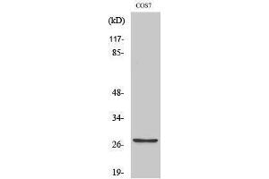 Western Blotting (WB) image for anti-Matrix Metallopeptidase 7 (Matrilysin, Uterine) (MMP7) (C-Term) antibody (ABIN3185476) (MMP7 antibody  (C-Term))