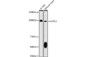 Western blot analysis of extracts of various cell lines, using LOXL2 antibody (ABIN7268349) at 1:500 dilution. (LOXL2 antibody  (AA 505-774))