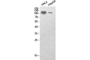 Western Blot analysis of hela, HepG2 cells using SREBP-1 Polyclonal Antibody. (SREBF1 antibody  (Internal Region))