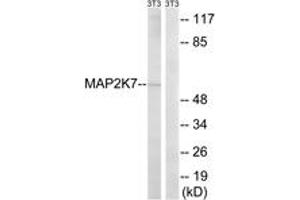 Western Blotting (WB) image for anti-Mitogen-Activated Protein Kinase Kinase 7 (MAP2K7) (AA 236-285) antibody (ABIN2889110) (MAP2K7 antibody  (AA 236-285))