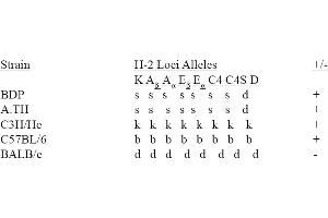 strain distribution (MHC Class II I-Ap antibody (FITC))