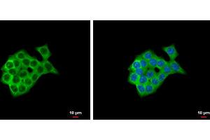 Immunofluorescence (IF) image for anti-Sphingosine-1-Phosphate Receptor 1 (S1PR1) (C-Term) antibody (ABIN2857018)