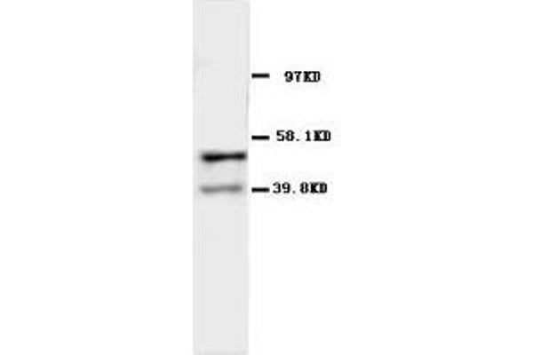 CHRNA1 antibody  (N-Term)