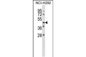 Western blot analysis in NCI-H292 cell line lysates (35ug/lane). (TMEM102 antibody  (N-Term))