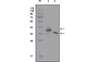 Western Blot showing DYKDDDDK antibody used against two different fusion protein (1), (2) with DYKDDDDK tag. (DYKDDDDK Tag antibody)