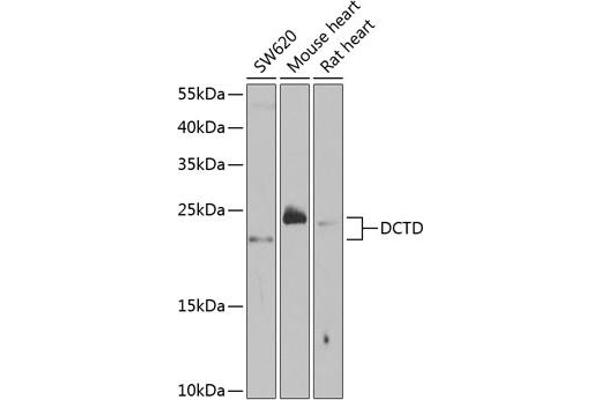 DCMP Deaminase (DCTD) (AA 1-178) antibody