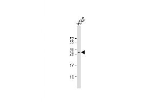 Western Blot at 1:1000 dilution + K562 whole cell lysate Lysates/proteins at 20 ug per lane. (PAFAH1B2 antibody  (AA 61-89))