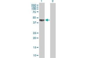 Western Blot analysis of KHDRBS1 expression in transfected 293T cell line by KHDRBS1 MaxPab polyclonal antibody. (KHDRBS1 antibody  (AA 1-381))