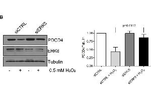 Western Blotting (WB) image for anti-Programmed Cell Death 4 (PDCD4) (C-Term) antibody (ABIN129709)