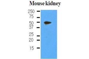 Western Blotting (WB) image for anti-Podoplanin (PDPN) antibody (ABIN306460) (Podoplanin antibody)