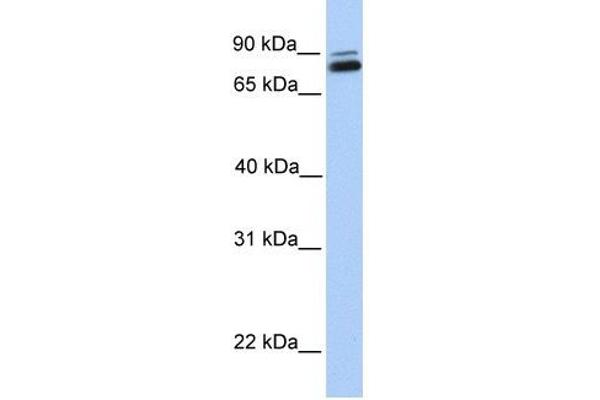 GGT7 Antikörper  (C-Term)