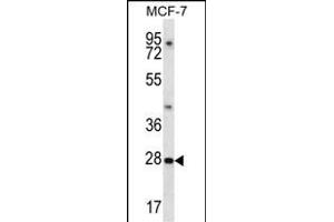 PDCL3 Antibody (N-term) (ABIN657270 and ABIN2846362) western blot analysis in MCF-7 cell line lysates (35 μg/lane). (PDCL3 antibody  (N-Term))