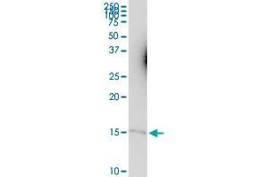 CKS1B MaxPab polyclonal antibody. (CKS1 antibody  (AA 1-79))