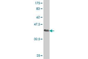 Western Blot detection against Immunogen (38. (MAP3K9 antibody  (AA 971-1080))