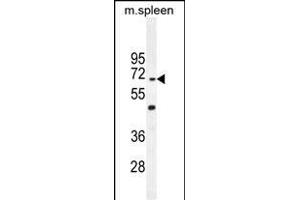 CCDC9 Antibody (N-term) (ABIN654741 and ABIN2844427) western blot analysis in mouse spleen tissue lysates (35 μg/lane). (CCDC9 antibody  (N-Term))