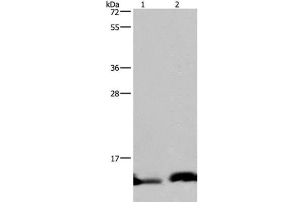 NDUFA5 antibody