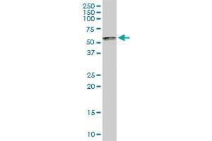 SP100 MaxPab rabbit polyclonal antibody. (SP100 antibody  (AA 1-480))