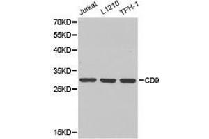 Western Blotting (WB) image for anti-CD9 (CD9) antibody (ABIN1871662) (CD9 antibody)