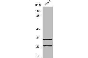 Western Blot analysis of A549 cells using Cleaved-Cathepsin G (I21) Polyclonal Antibody (Cathepsin G antibody  (Cleaved-Ile21))