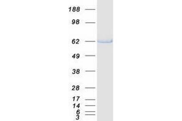 Ubiquilin 1 Protein (UBQLN1) (Transcript Variant 1) (Myc-DYKDDDDK Tag)