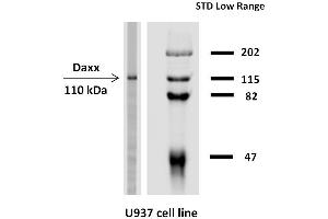 Western blotting analysis of Daxx expression in human U937 cell line using Daxx Anibody purified. (DAXX antibody  (AA 580-740))