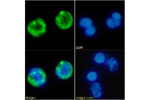 Immunofluorescence staining of fixed human peripheral blood leukocytes with anti-CD41 antibody BAG 75E5. (Recombinant Integrin Alpha2b antibody)