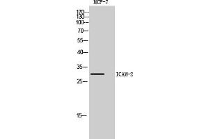 Western Blot analysis of MCF7, HepG2 cells using ICAM-2 Polyclonal Antibody. (ICAM2 antibody  (Internal Region))