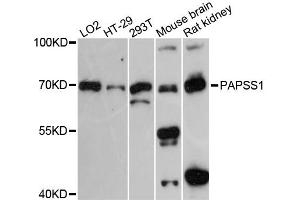 Western blot analysis of extracts of various cell lines, using PAPSS1 antibody (ABIN6289974) at 1:3000 dilution. (PAPSS1 antibody)